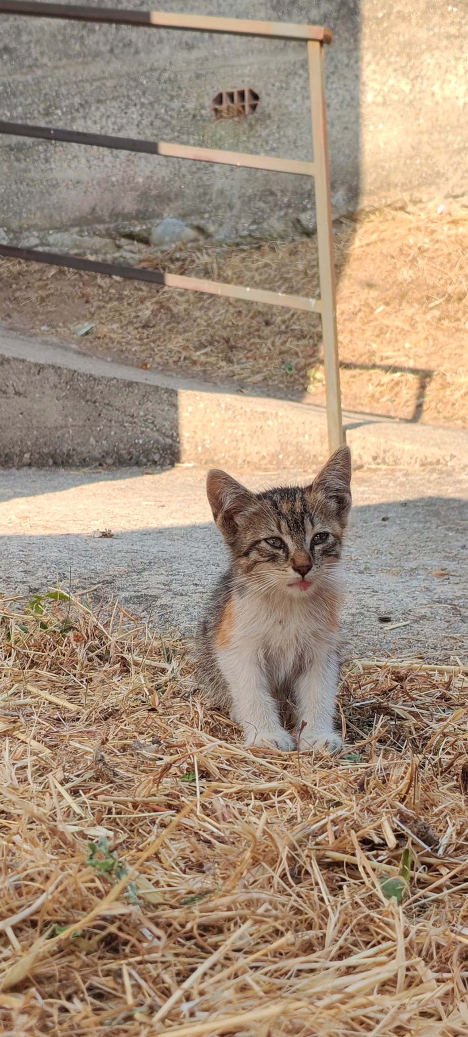 Gattino nell’area esterna dell’Antico Frantoio Attinà durante la giornata